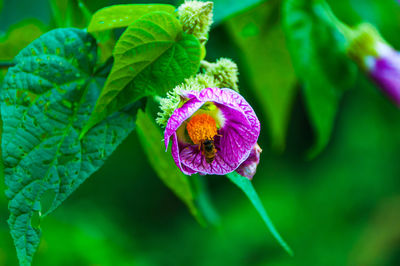 Close-up of honey bee on purple flower