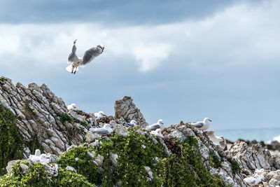 Low angle view of seagulls flying over rocks against sky