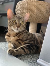 Portrait of cat sitting in basket at home