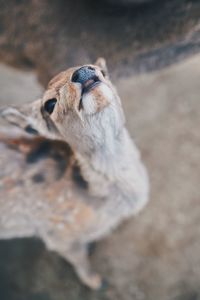 High angle view of a rabbit on field