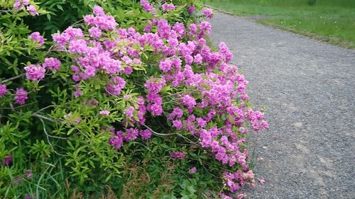 Purple flowers blooming on road