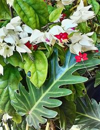 Close-up of flowers