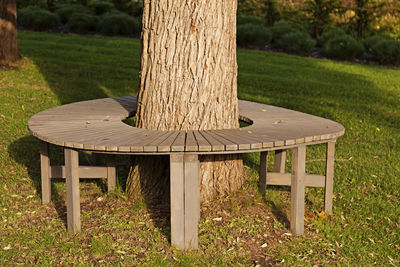 Park bench around a tree in autumn