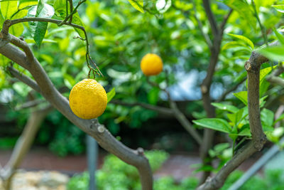 Close-up of fruit growing on tree