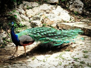 Close-up of a peacock