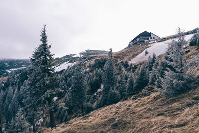 Pine trees on snowcapped mountains against sky