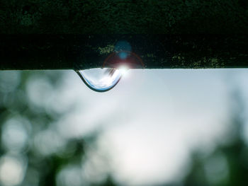 Close-up of water drop on tree