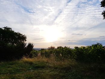Trees on field against sky at sunset