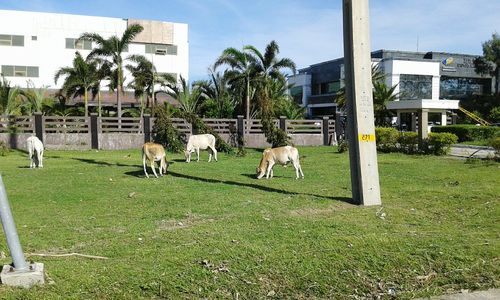 Trees on grassy field