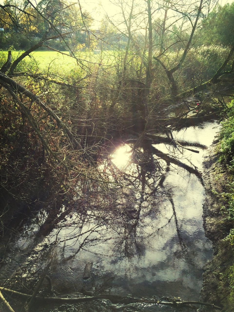 tree, sun, growth, sunlight, tranquility, water, nature, sunbeam, lens flare, branch, reflection, beauty in nature, green color, tranquil scene, scenics, no people, day, outdoors, plant, forest