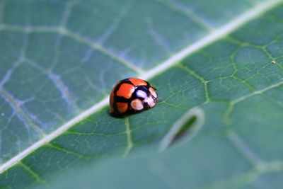 Close-up of ladybug on leaf