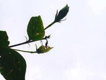 Low angle view of insect on leaf against sky