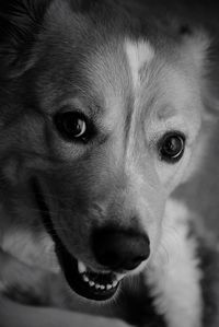 Close-up portrait of dog