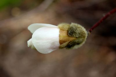 Close-up of insect on white flower