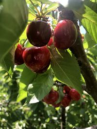 Close-up of red berries growing on tree