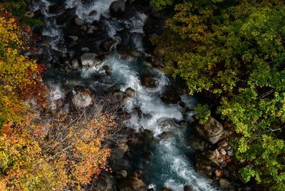 Scenic view of waterfall in forest