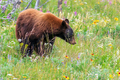 View of an animal on grass