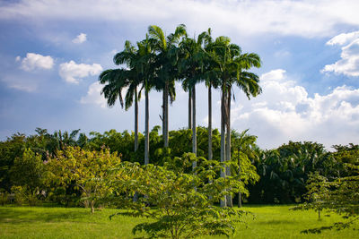 Scenic view of palm trees on field against sky