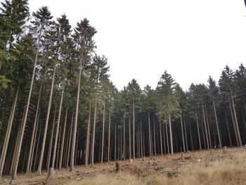 Pine trees in forest against sky