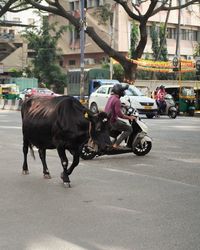 Horse riding motorcycle on road