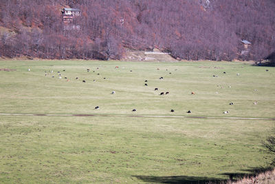 Flock of sheep grazing in a field