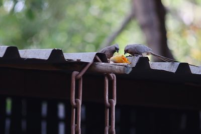 Bird perching on a wood