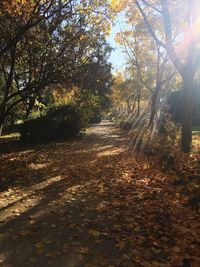 Scenic view of trees during autumn