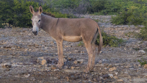 Horse standing on field