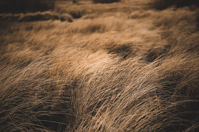 Close-up of wheat field