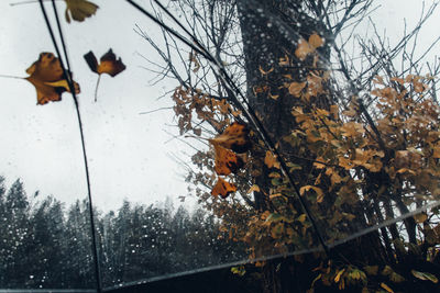 Close-up of autumn leaves on tree during winter