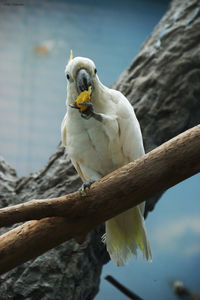 Sulphur-crested cockatoo perching on branch at cage