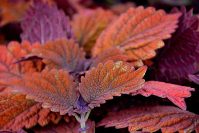 Close-up of orange leaves on plant