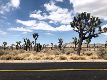 Road amidst trees on field against sky