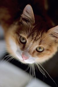 Close-up portrait of a cat