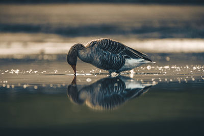 Close-up of goose in lake