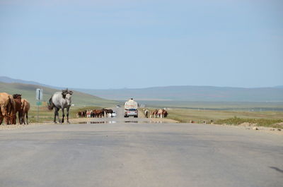 Cows grazing on road against clear sky