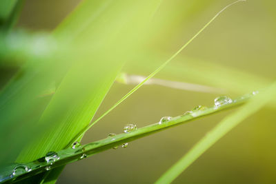 Close-up of water drops on grass