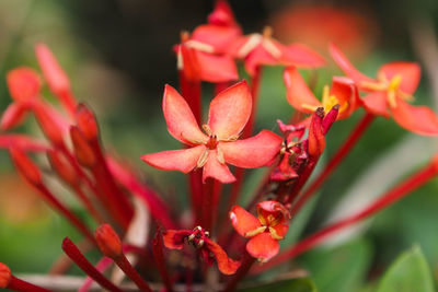 Close-up of red flowering plant