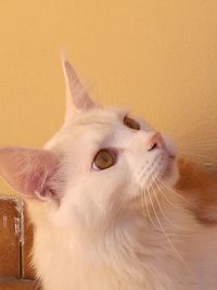 Close-up of a cat looking away