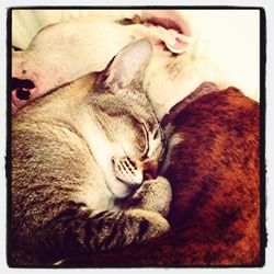 Close-up of cat sleeping