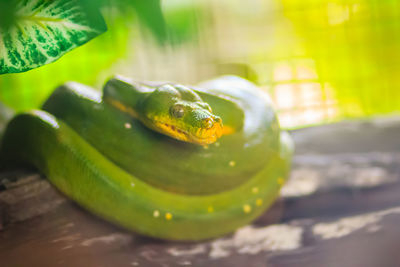 Close-up of snake on table