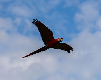 Low angle view of bird flying in sky