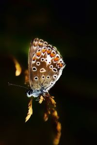 Close-up of butterfly