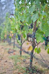 Close-up of grapes growing in vineyard