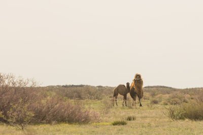 Wild camel standing to eat hay on a meadow .the most grueling animal in the world