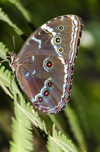 butterfly - insect