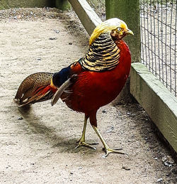 Birds in the background