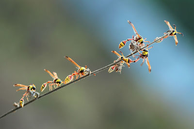 Close-up of insects on twig