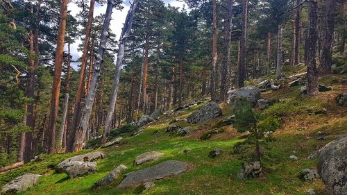 Trees growing in forest