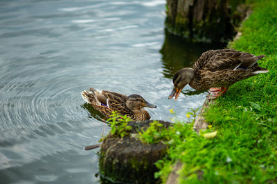 Birds on a lake